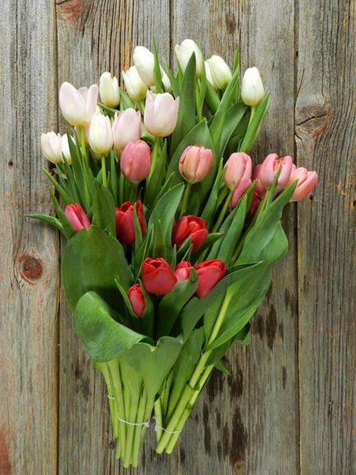 VALENTINE`S DAY PACK- RED, PINKS & WHITE ASSORTED COLOR TULIPS